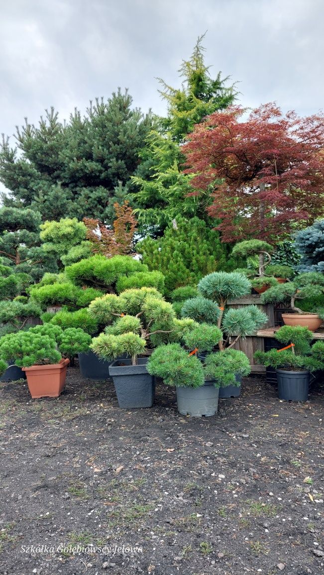 Rośliny formowane, Niwaki,Bonsai JEŁOWA GOŁĘBIOWSCY