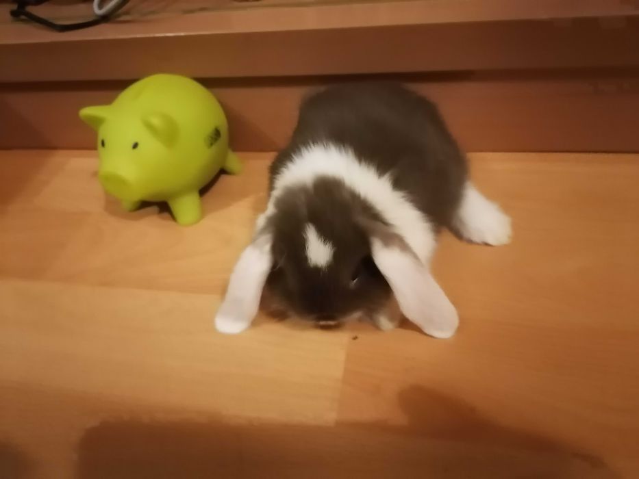Vendo mini coelho orelhudo lop