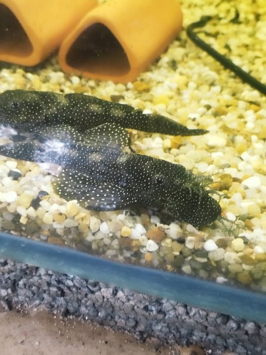 Zbrojnik ancistrus l 181 glonojad