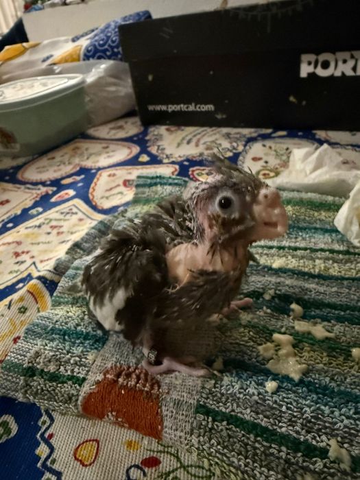 Vendo caturras para criar a mão