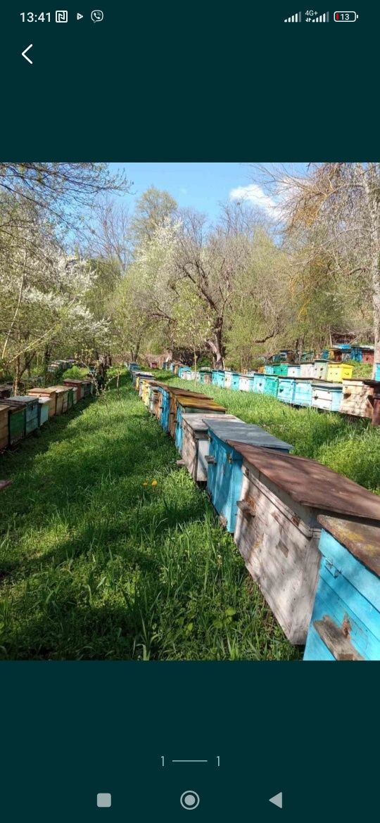 Бджоло пакети бджоли