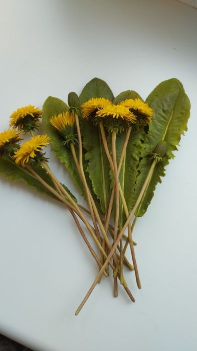 одуванчики из полимерной глины в наличии.