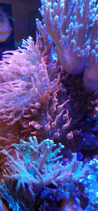 Ukwiał Entacmaea quadricolor czerwony