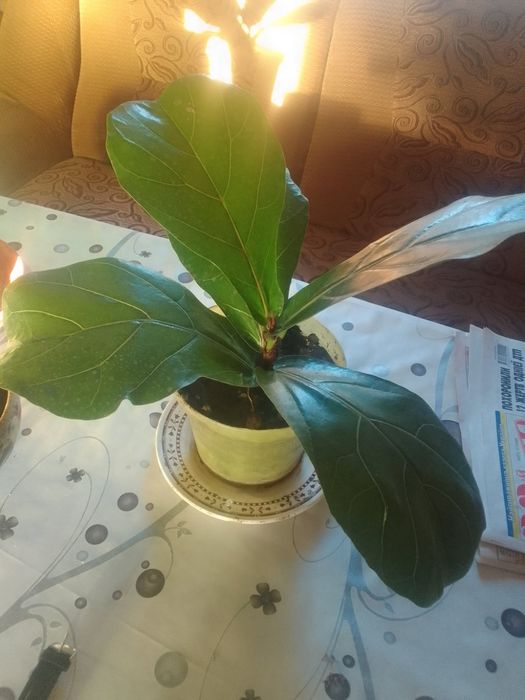 Продам кімнатні рослини