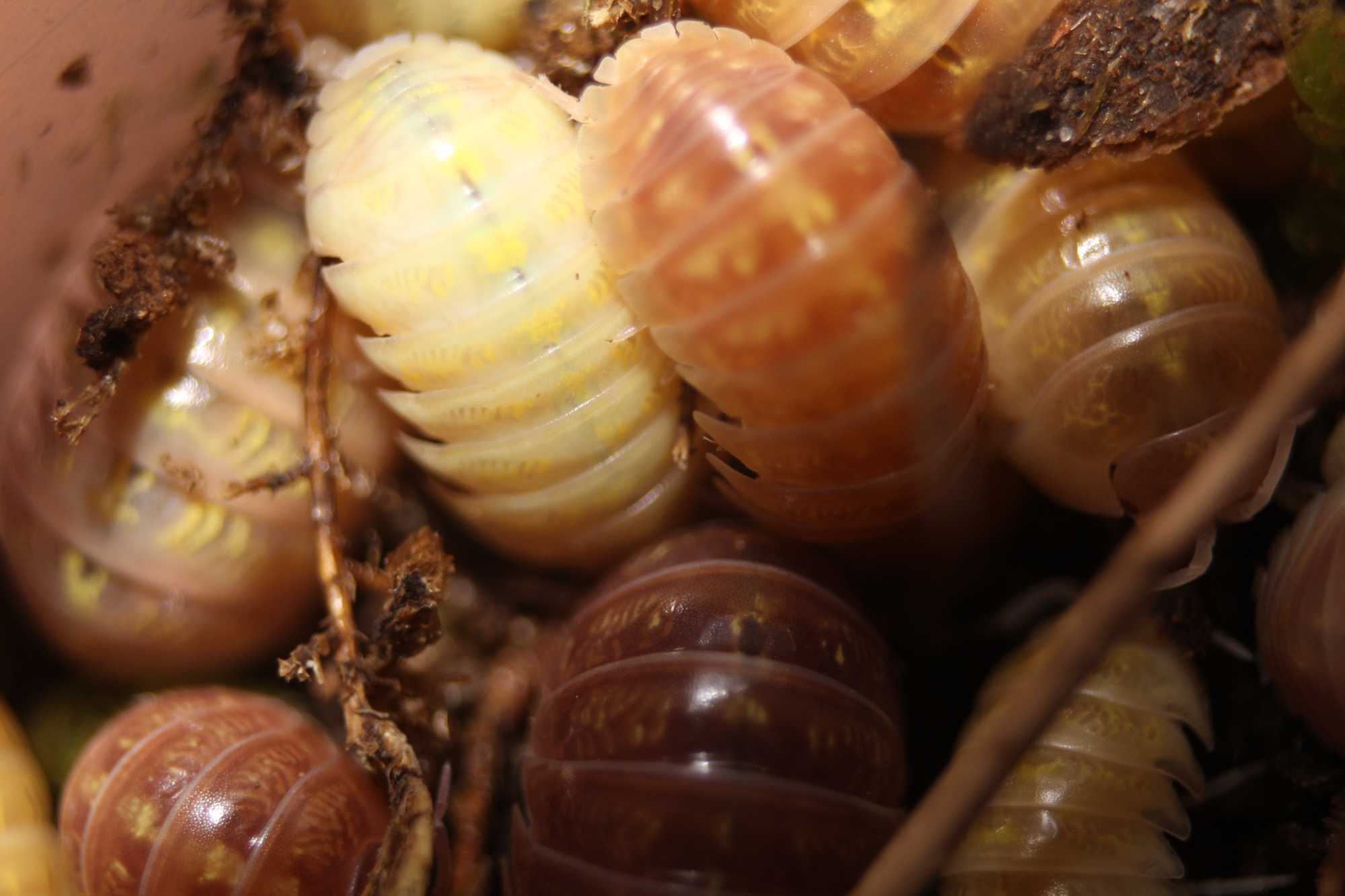 Armadillidium vulgare "albino T+", równonogi, isopoda, kulanki