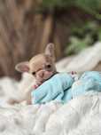 Chihuahua suczka