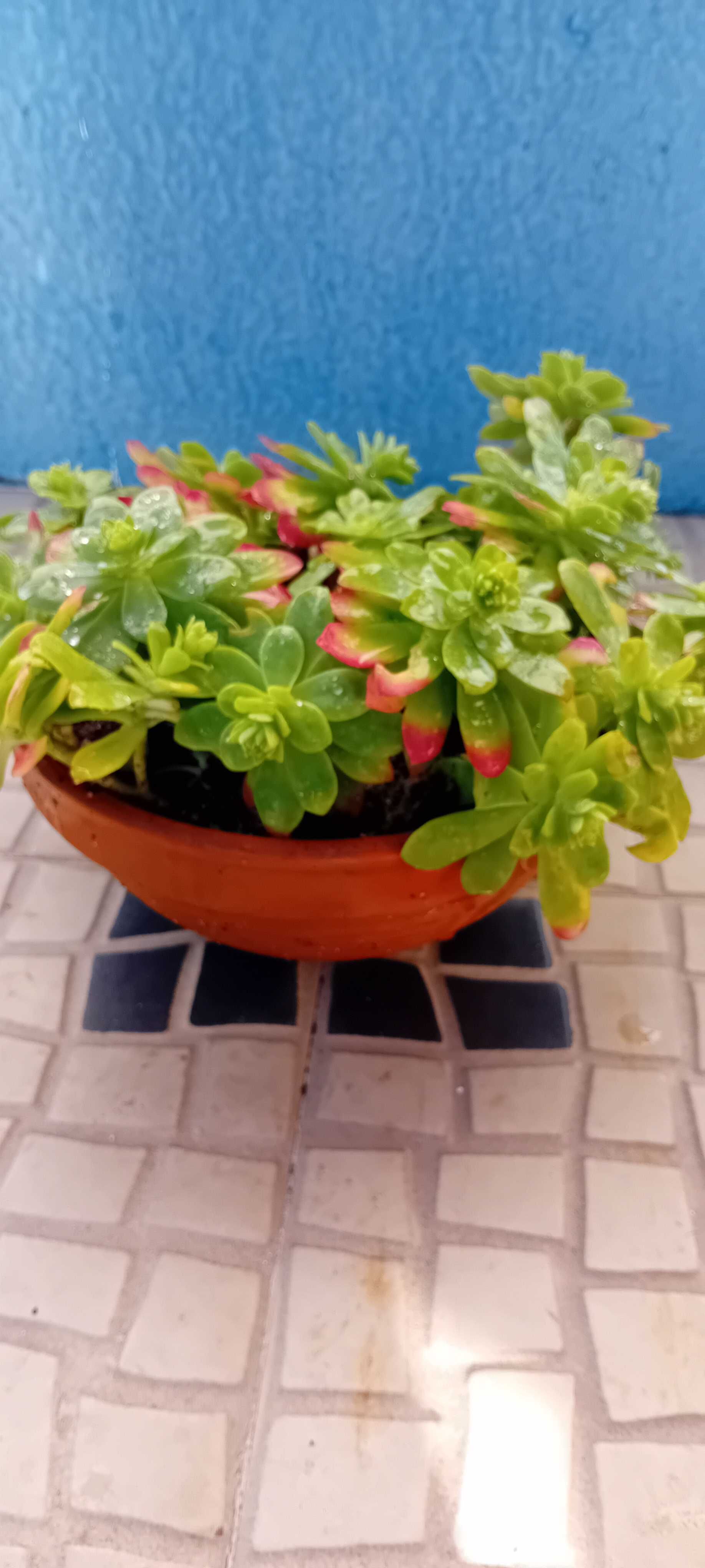 Suculenta em vaso de barro