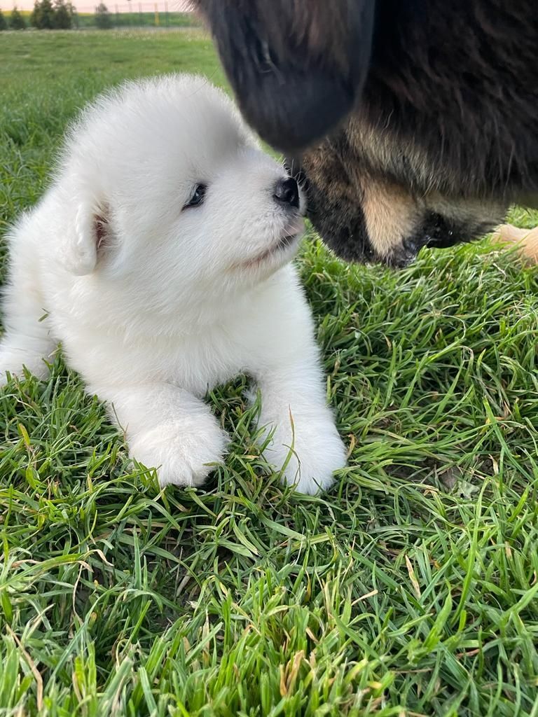 Samoyed szczeniaki FCI /ZKwP