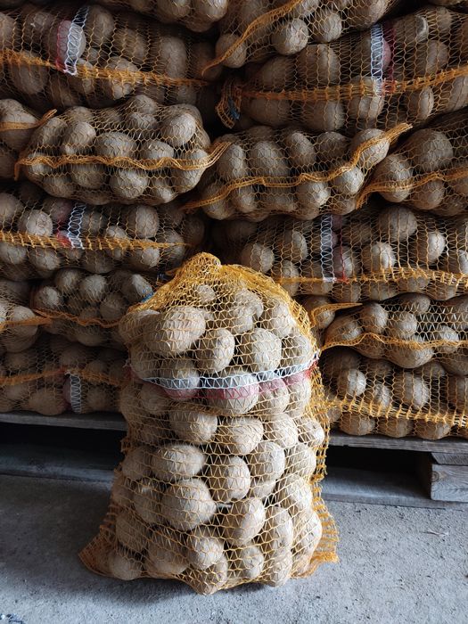 Ziemniaki jadalne Vineta/Denar/Bellarosa