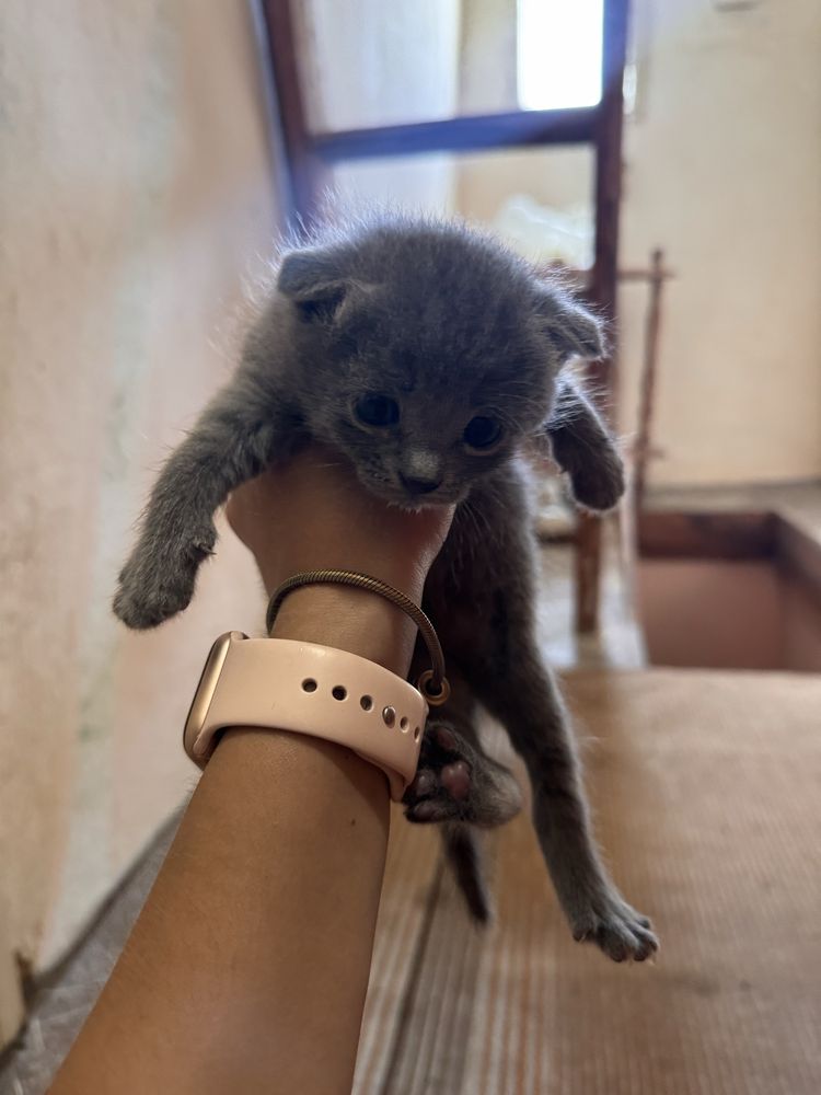 дуже красиве кошенятко