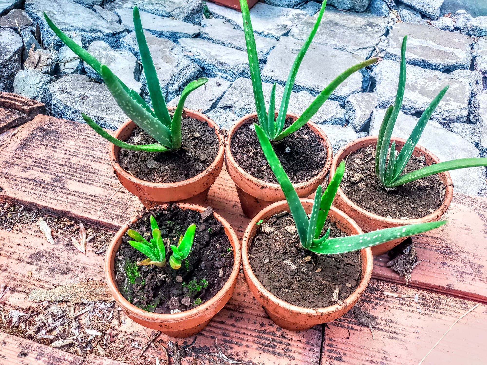 Pés de Aloe Vera – 5 disponíveis