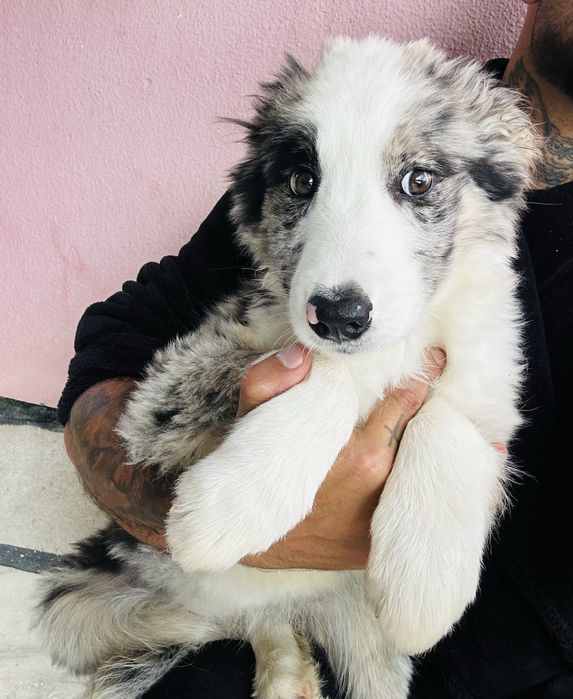 Menina border collie merle