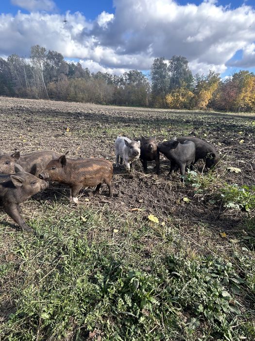 Поросята Вєтнамське+Мангалиця