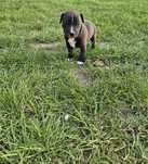 Piesek Pit Bull Terrier