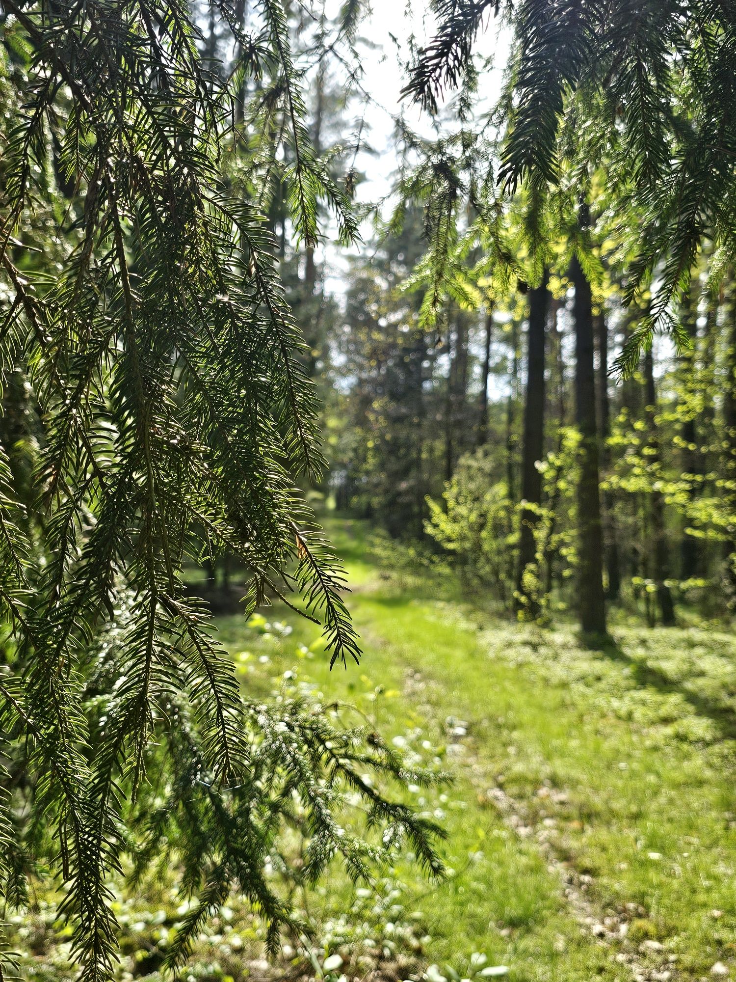 Domek,na koncu swiata w lesie do wynajecia na mazurach