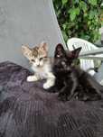 2 Gatinhas para doar