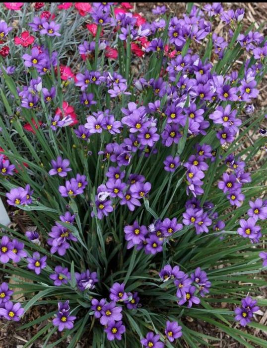 Саженцы цветов многолетних пеннисетум