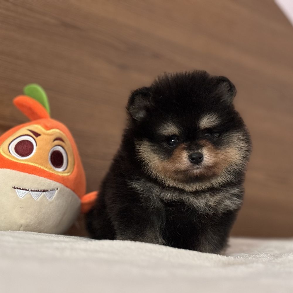 шикарний Хлопчик тип ведмедика.