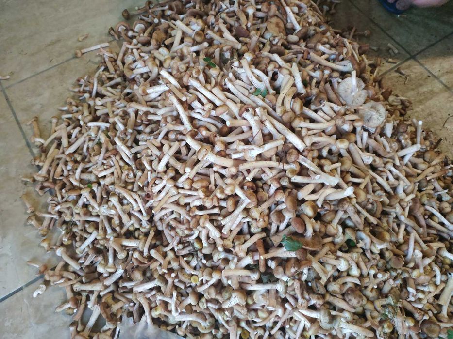 Опеньки мариновані великий асортмент маринованих грибочків