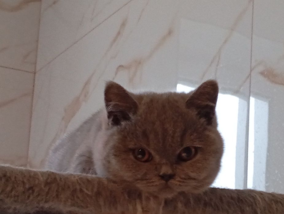 Śliczne kocurki , kotki brytyjskie niebieskie,liliowe