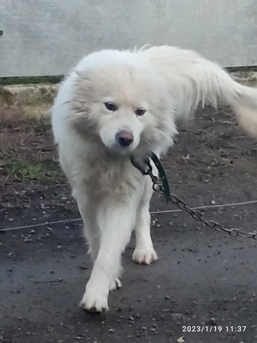 Собака породи: лайка самоєд