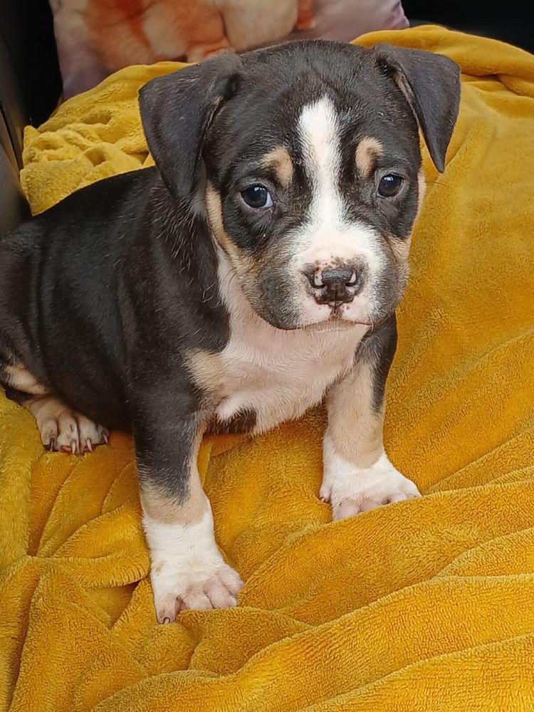 Amstaff śliczny piesek