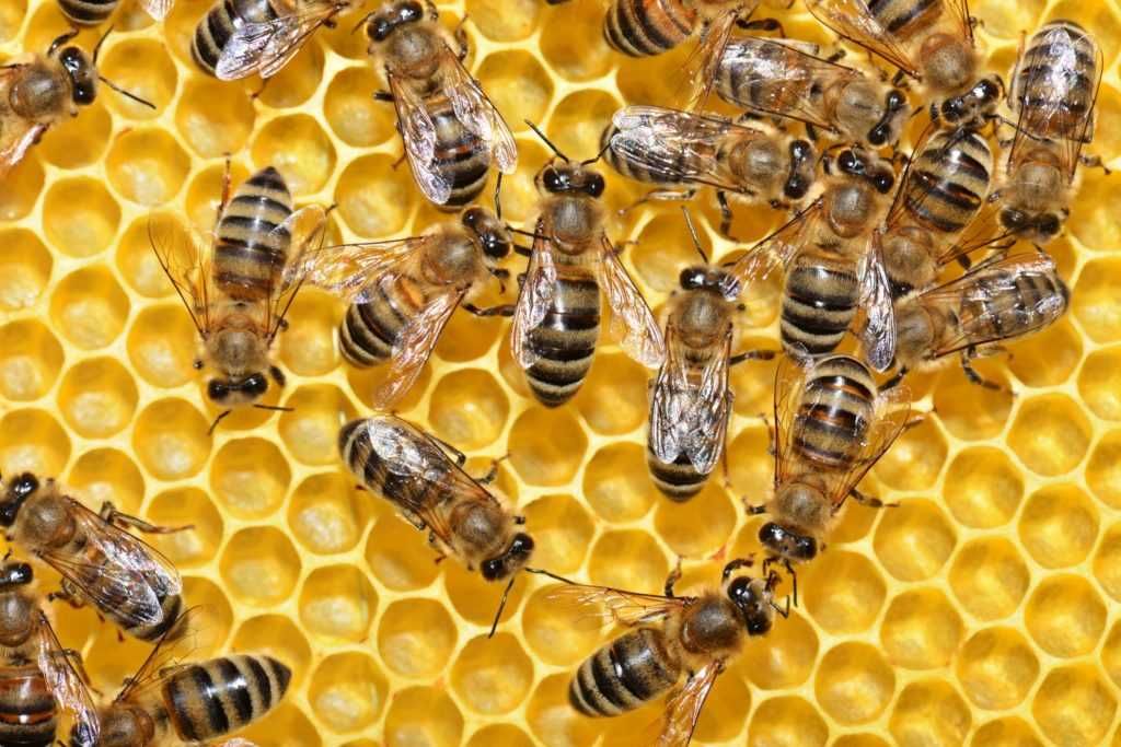 Продам бджолопакети та бджолосім‘ї українська степова