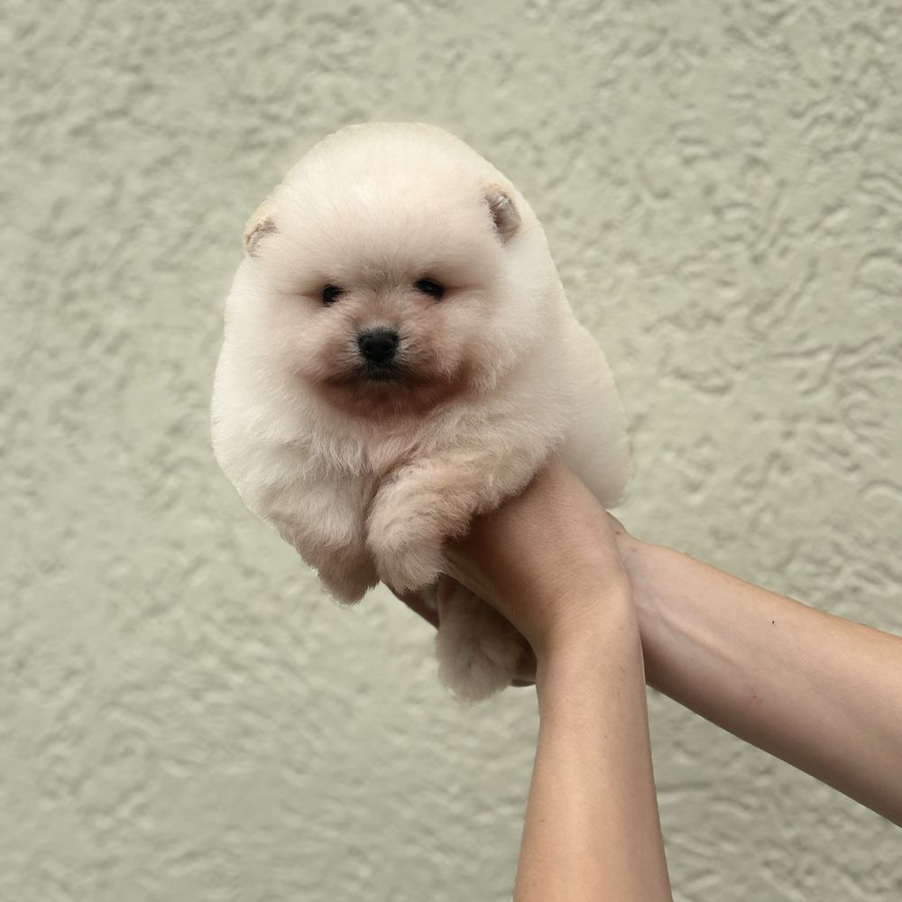хлопчик шоу класу тип ведмедик