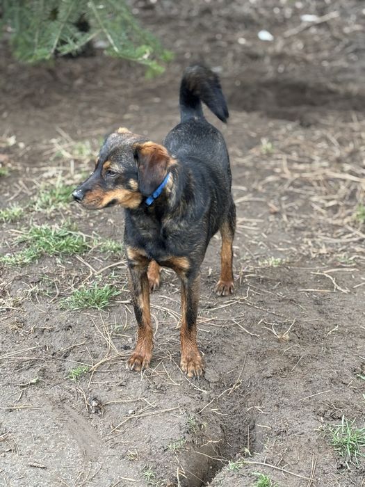 Maly piesek Pikuś do adopcji