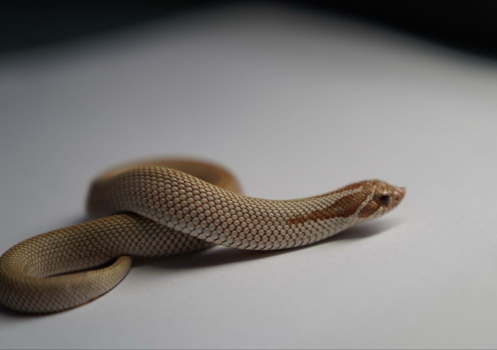 Wąż Heterodon nasicus - Toffee Superconda - Samica Hognose snake