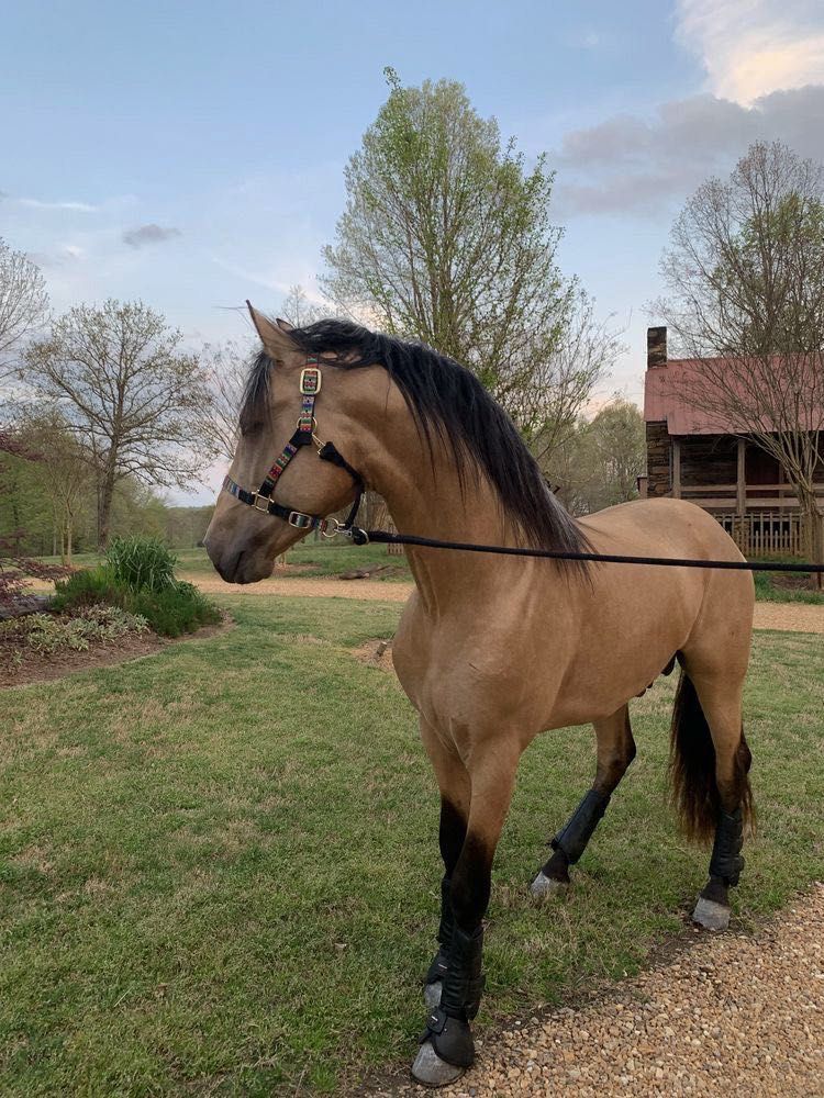 Looking for a lease/care horse