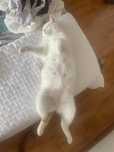 Pet sitter- ao domicilio