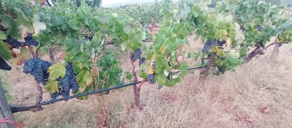 Uvas tintas e brancas, para vindimar a 4Out t