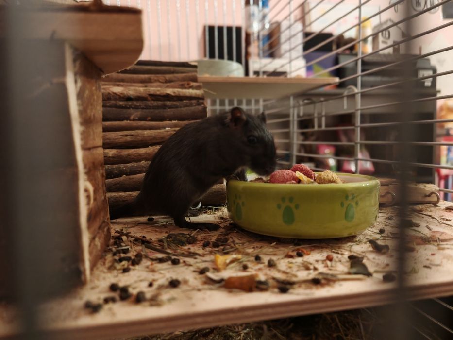 Myszoskoczki oddam w dobre ręce