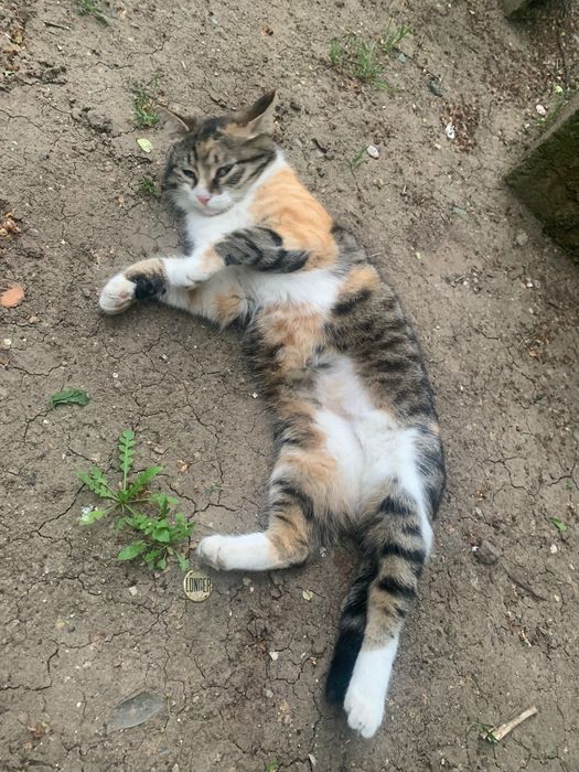 Стерилізована красуня шукає дім