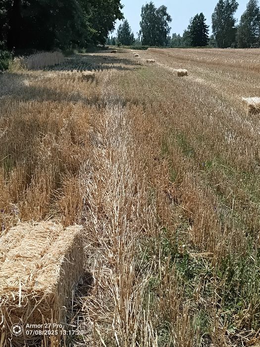 Продам ячмінну солому ячна 25-го року свіжа тюку 10-12,5 кг ціна 45 гр
