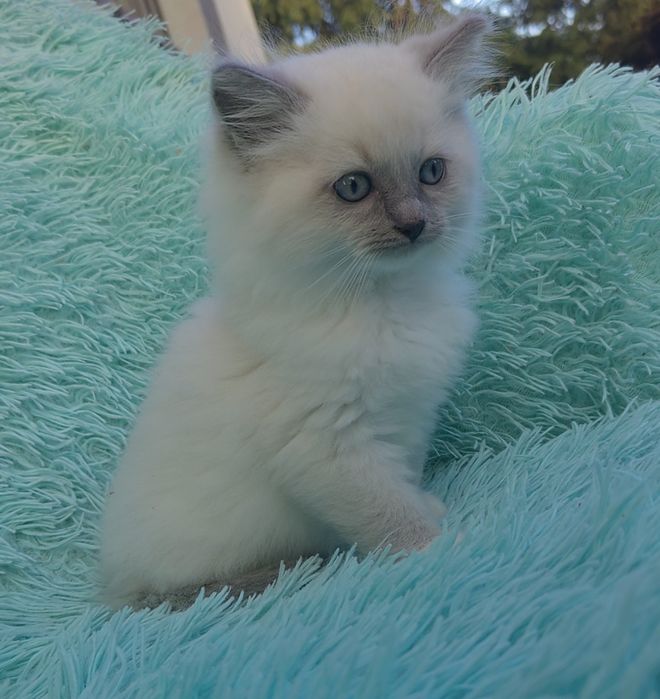 Kocurek Ragdoll     .