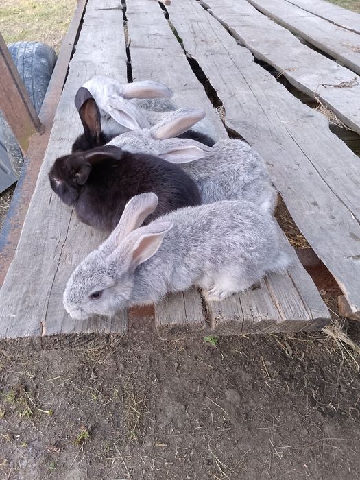 Продаються  кролики 2 місяця( порода  рядянська шиншила) провакциновон