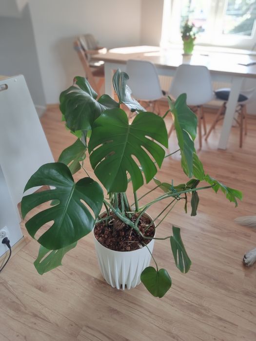 Monstera deliciosa duża około 120 cm odbiór osobisty
