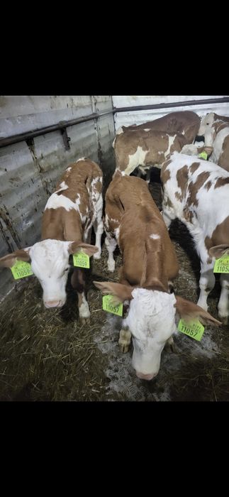 Cielaki mięsne . mm 
Wiek 4-6 tyg 
Posiadam tr