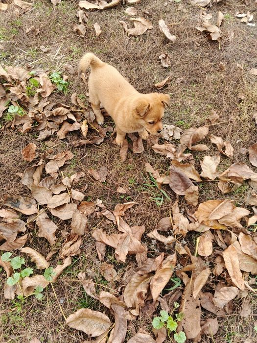 Віддам в добрі руки