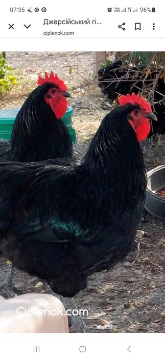 Петух Джерсійській гігант
