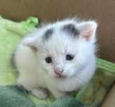 Белый котенок 1.5мес біле кошеня котик котята