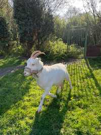śliczna zdrowa zadbana koza zarejestrowana w Armir