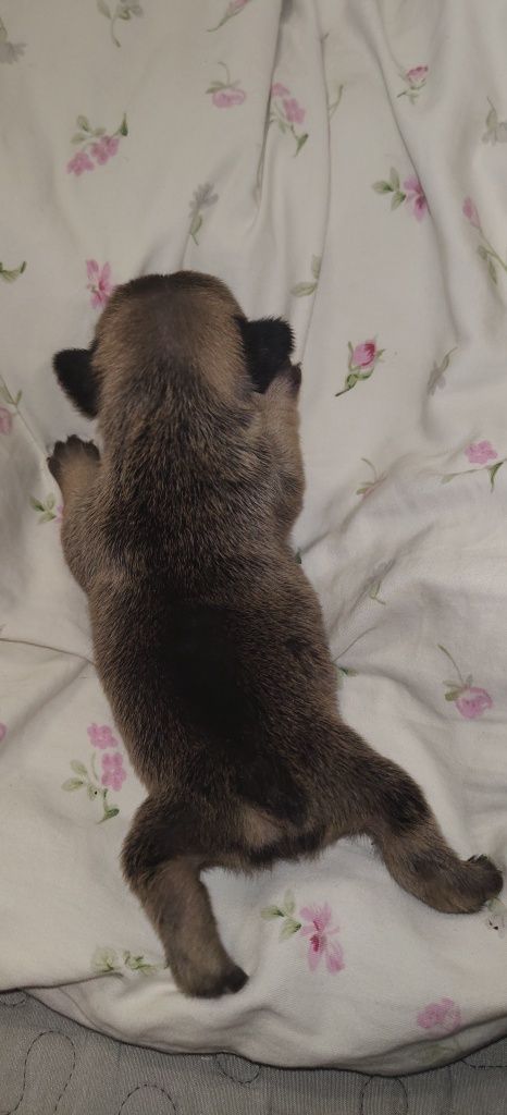 Buldog francuski suczka