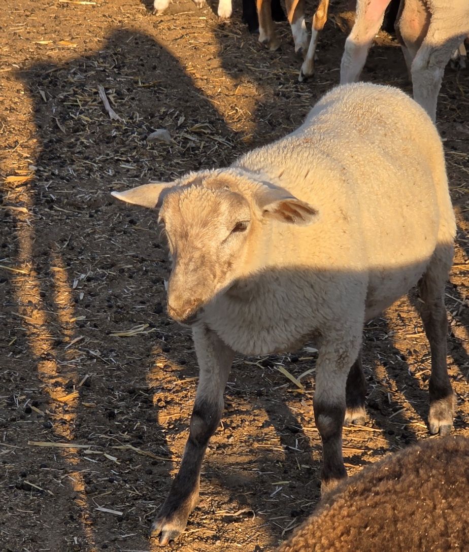 Borrego cruzado de Inra 401