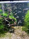 Tenho Guppys criação própria