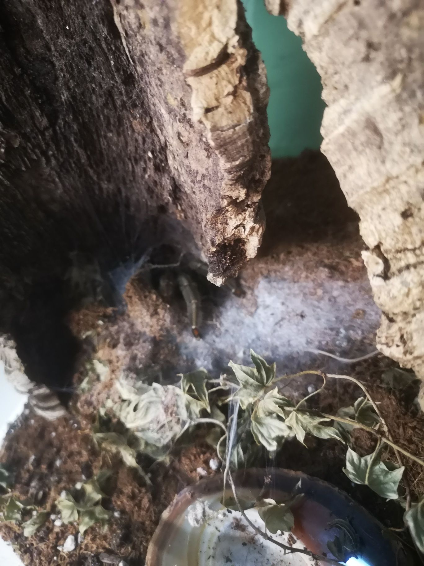 Psalmopoeus cambridgei samica plus terrarium 5,5 cm