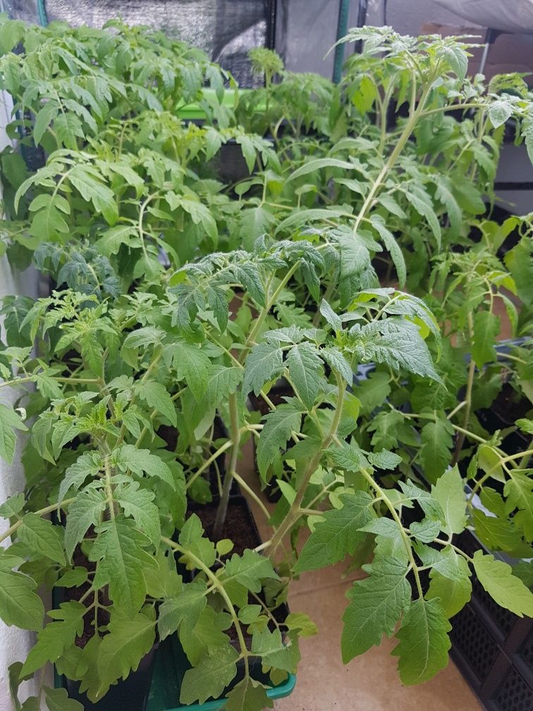 Sadzonki pomidorów eko