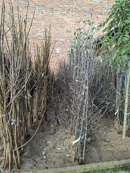 Drzewka owocowe i ozdobne